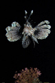   Lionfish  